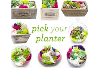 Plant Nite: Succulents with Wood & Glass Assortment
